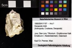 Foto (Objket + Etiketten) von Decapoda indet. 